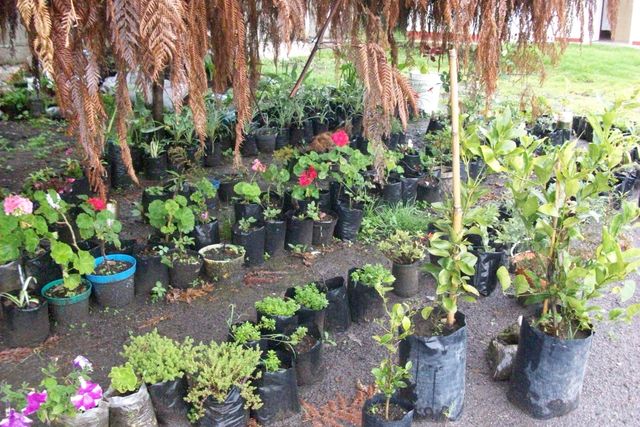 PLANTAS DE DE LA REGION
